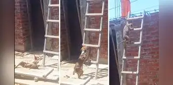 ‘Firulais’ enternece en redes al luchar por subir una escalera: “Es el maestro de obra” ‘Firulais’ enternece en redes al luchar por subir una escalera: “Es el maestro de obra”