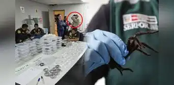 Sorprendente hallazgo en aeropuerto Jorge Chávez: detienen a hombre con 320 tarántulas adheridas a su cuerpo Sorprendente hallazgo en aeropuerto Jorge Chávez: detienen a hombre con 320 tarántulas adheridas a su cuerpo