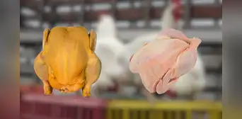 Pollo amarillo vs. blanco: ¿cuál elegir? Esto es lo que debes saber para cuidar tu salud Pollo amarillo vs. blanco: ¿cuál elegir? Esto es lo que debes saber para cuidar tu salud