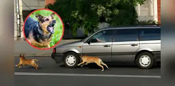 ¿Sabes por qué los perros ladran a los vehículos? No es por diversión: descubre el verdadero motivo de este comportamiento ¿Sabes por qué los perros ladran a los vehículos? No es por diversión: descubre el verdadero motivo de este comportamiento