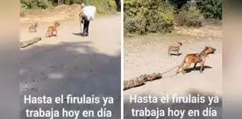 Perrito sorprende al cargar madera para ayudar a su dueño: “Se merece todas las croquetitas del mundo” Perrito sorprende al cargar madera para ayudar a su dueño: “Se merece todas las croquetitas del mundo”