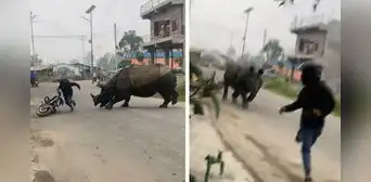 Motociclista se salva de ser embestido por rinoceronte y usuarios quedan atónitos: “¿Jumanji?”