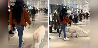 Joven va a centro comercial con su perrito, pero sucede lo impensable: “Viví la vergüenza del año”