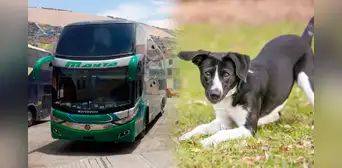 ¿Se puede llevar mascotas en buses interprovinciales de Perú? ¿Se puede llevar mascotas en buses interprovinciales de Perú?