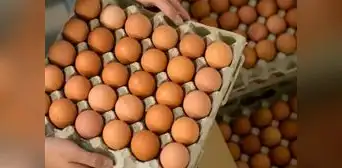 Médicos de Harvard revela cuántos huevos debes consumir al día para cuidar tu salud y prevenir enfermedades Médicos de Harvard revela cuántos huevos debes consumir al día para cuidar tu salud y prevenir enfermedades