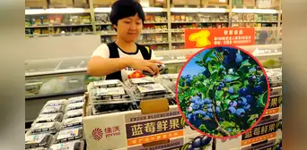 La fruta peruana que es solicitada en China, donde se venden más de 20.000 cajas al día: Perú la exporta por US$247 millones La fruta peruana que es solicitada en China, donde se venden más de 20.000 cajas al día: Perú la exporta por US$247 millones