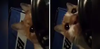 Gatito callejero es captado ‘llorando’ después de encontrar un poco comida: clip es viral Gatito callejero es captado ‘llorando’ después de encontrar un poco comida: clip es viral