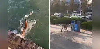 Perrito sorprende al recoger desechos del mar y depositarlo en basurero: "Muy educado"