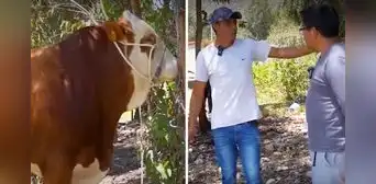 Ganadero cajamarquino rechaza oferta de S/38.000 por su toro y causa revuelo: “Vale más que eso”