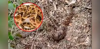 Capturan a serpiente venenosa gigante de 4 metros en Jaén: avistamientos de macanche aumentan por sequía Capturan a serpiente venenosa gigante de 4 metros en Jaén: avistamientos de macanche aumentan por sequía
