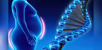 Investigadores descubren que la grasa del cuerpo posee 'memoria' y es responsable del sobrepeso Investigadores descubren que la grasa del cuerpo posee 'memoria' y es responsable del sobrepeso