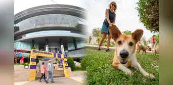 ¿Sabías que algunos malls en Lima son pet friendly? Conoce la lista de centros comerciales que aceptan mascotas