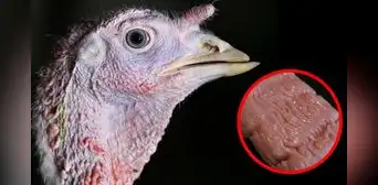 Butterball workers accused of sexually abusing turkeys after video surfaced: will there be a turkey recall in the USA? Butterball workers accused of sexually abusing turkeys after video surfaced: will there be a turkey recall in the USA?
