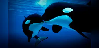 Orcas son grabadas devorando delfines en costas de Chile: científicos descubren nueva forma de caza