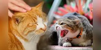 ¿Los gatos son capaces de detectar si una persona es "mala"? Veterinario lo explica: "Es un animal tremendamente observador"