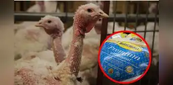 PETA denuncia a Butterball por abuso sexual a pavos en EE. UU.: video confirma maltrato de la empresa PETA denuncia a Butterball por abuso sexual a pavos en EE. UU.: video confirma maltrato de la empresa