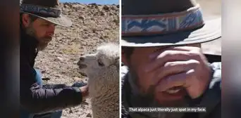 La vez que alpaca escupió a fotógrafo de National Geographic durante sesión de fotos: "Bienvenido a Perú"