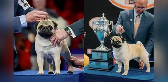 The pug Vito wins the top prize at the National Dog Show after beating more than a thousand dogs in US