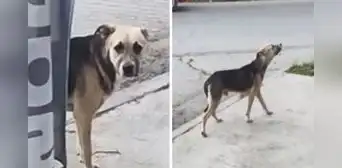 Joven encuentra a su perro perdido, pero can ‘finge’ no conocerlo: “Si no lo veo, tampoco me ve” Joven encuentra a su perro perdido, pero can ‘finge’ no conocerlo: “Si no lo veo, tampoco me ve”