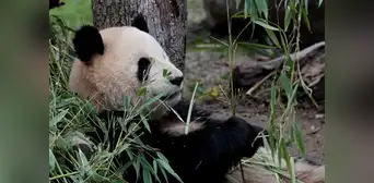 Investigación asegura que China desvió millones de dólares que Estados Unidos envió para la protección de osos pandas Investigación asegura que China desvió millones de dólares que Estados Unidos envió para la protección de osos pandas