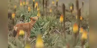 Científicos encuentran un animal carnívoro que visitó hasta 30 flores en un día para lamerlas como una abeja Científicos encuentran un animal carnívoro que visitó hasta 30 flores en un día para lamerlas como una abeja
