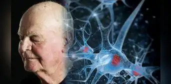Investigación revela cómo los órganos envejecen a distintos ritmos y qué puede mejorar la longevidad