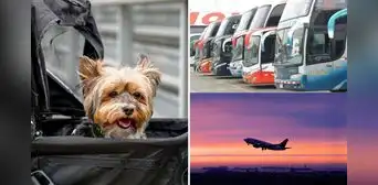 ¿Tienes un viaje e irás con tu mascota? Conoce las disposiciones que debes seguir para hacer el trámite