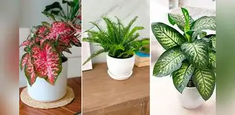3 plantas fáciles de cultivar y muy decorativas para los interiores de tu hogar