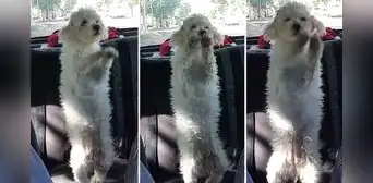 Adultos mayores presumen a perrito bailarín y usuarios bromean: “Yo en la fiesta que no quería ir”
