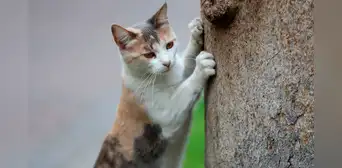 ¿Cómo saber si un gato es macho o hembra?