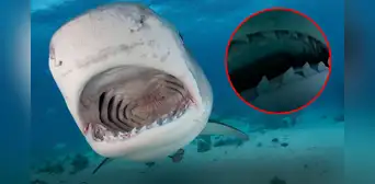 Tiburón se tragó un celular y quedaron grabadas las increíbles imágenes de su interior Tiburón se tragó un celular y quedaron grabadas las increíbles imágenes de su interior