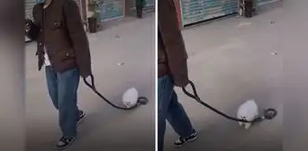 Joven se distrajo con su celular y no se percató de que su perrito se soltó de la correa: clip es viral