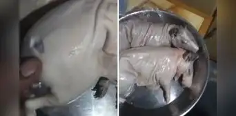 Peruano compró cuy en mercado y queda impactado al llegar a su casa: “Le cortaron algo” Peruano compró cuy en mercado y queda impactado al llegar a su casa: “Le cortaron algo”