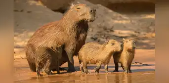¿Qué es un capibara o ronsoco? Conoce dónde vive, cuál es su nombre científico y qué come el animal más viral ¿Qué es un capibara o ronsoco? Conoce dónde vive, cuál es su nombre científico y qué come el animal más viral