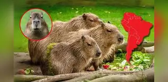 ¿Es capibara o ronsoco? Este es el roedor amazónico de Sudamérica más grande del mundo que es tendencia en redes ¿Es capibara o ronsoco? Este es el roedor amazónico de Sudamérica más grande del mundo que es tendencia en redes