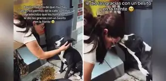 Perrito callejero tuvo conmovedor gesto de amor con joven que lo alimentó: "Un besito en la frente" Perrito callejero tuvo conmovedor gesto de amor con joven que lo alimentó: "Un besito en la frente"