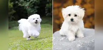 La raza de perro 'más cariñosa' no es el Golden Retrievers y estudio lo demuestra: "Crean lazos profundos con sus dueños" La raza de perro 'más cariñosa' no es el Golden Retrievers y estudio lo demuestra: "Crean lazos profundos con sus dueños"