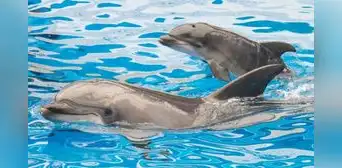 Alrededor de 30 delfines en el Golfo de México dieron positivo a fentanilo, según científicos de Texas Alrededor de 30 delfines en el Golfo de México dieron positivo a fentanilo, según científicos de Texas