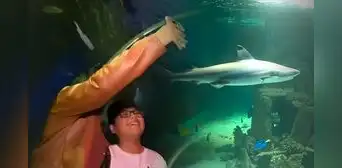 El acuario más grande del Perú está en Lima Norte: ¿cómo llegar a este paraíso marino en Comas que exhibe hasta un tiburón?