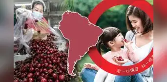 El país de América Latina que más cerezas exporta a China: superalimento es considerado símbolo de felicidad y prosperidad