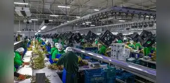 Cuestionan Ley Chlimper 2.0 que beneficia a grandes agroexportadoras Cuestionan Ley Chlimper 2.0 que beneficia a grandes agroexportadoras