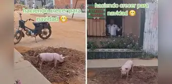Comisaría sorprende al cuidar a un cerdito en su sede y escena es viral: "Listo para Navidad" Comisaría sorprende al cuidar a un cerdito en su sede y escena es viral: "Listo para Navidad"