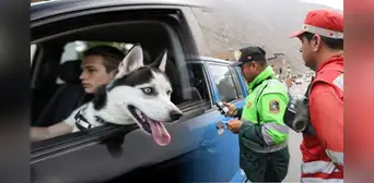 ¿Piensas viajar con tu mascota en el auto? Conoce las forma correcta de hacerlo para evitar multas, según el SAT