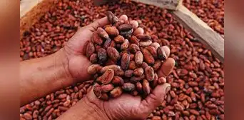 Exportaciones de productos orgánicos totalizaron US$542 millones entre enero y septiembre