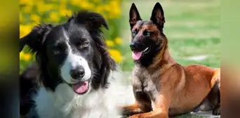 La raza de perro más inteligente del mundo en 2024, según un nuevo estudio científico: superó al border collie