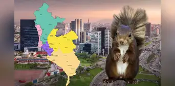 Las ardillas son naturales de Tumbes y Piura: ¿por qué han invadido Lima y en qué distritos de la capital se encuentran?