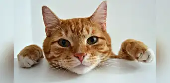 Científicos revelan que los gatos son más inteligentes que los humanos: son capaces de identificar palabras Científicos revelan que los gatos son más inteligentes que los humanos: son capaces de identificar palabras