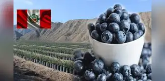 El secreto detrás del auge del arándano peruano que desbancó a Chile: se consolida como líder exportador en el mundo El secreto detrás del auge del arándano peruano que desbancó a Chile: se consolida como líder exportador en el mundo