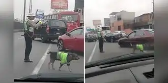 Captan a perrito dirigiendo el tránsito junto a policía y usuarios bromean: "Harán relevo”