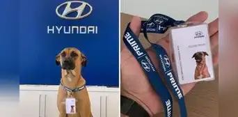 La historia del perrito callejero que fue adoptado por agencia de autos y ‘trabaja’ como asesor comercial